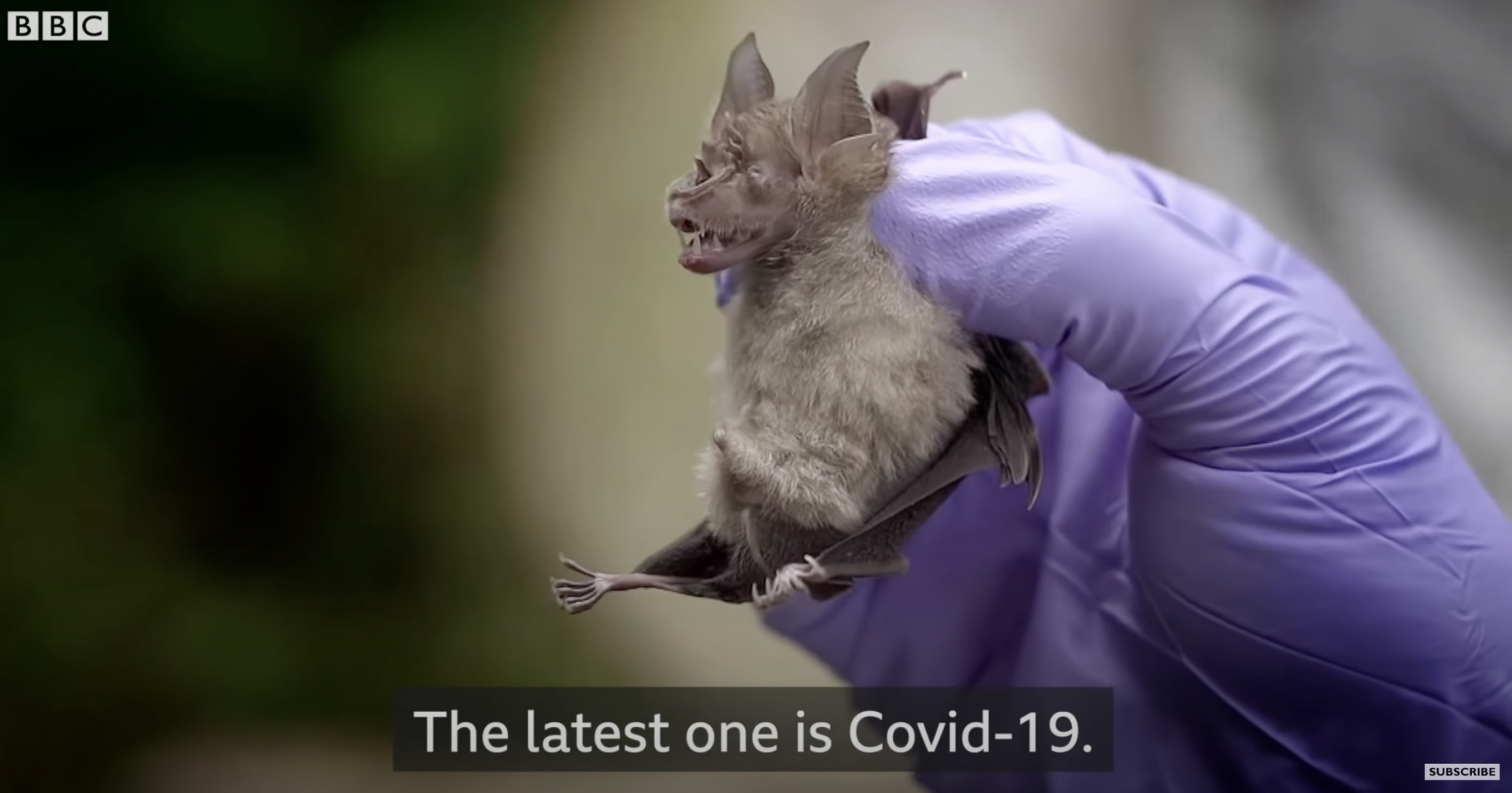 Coronavirus: Looking for viruses in Thai bats - BBC News