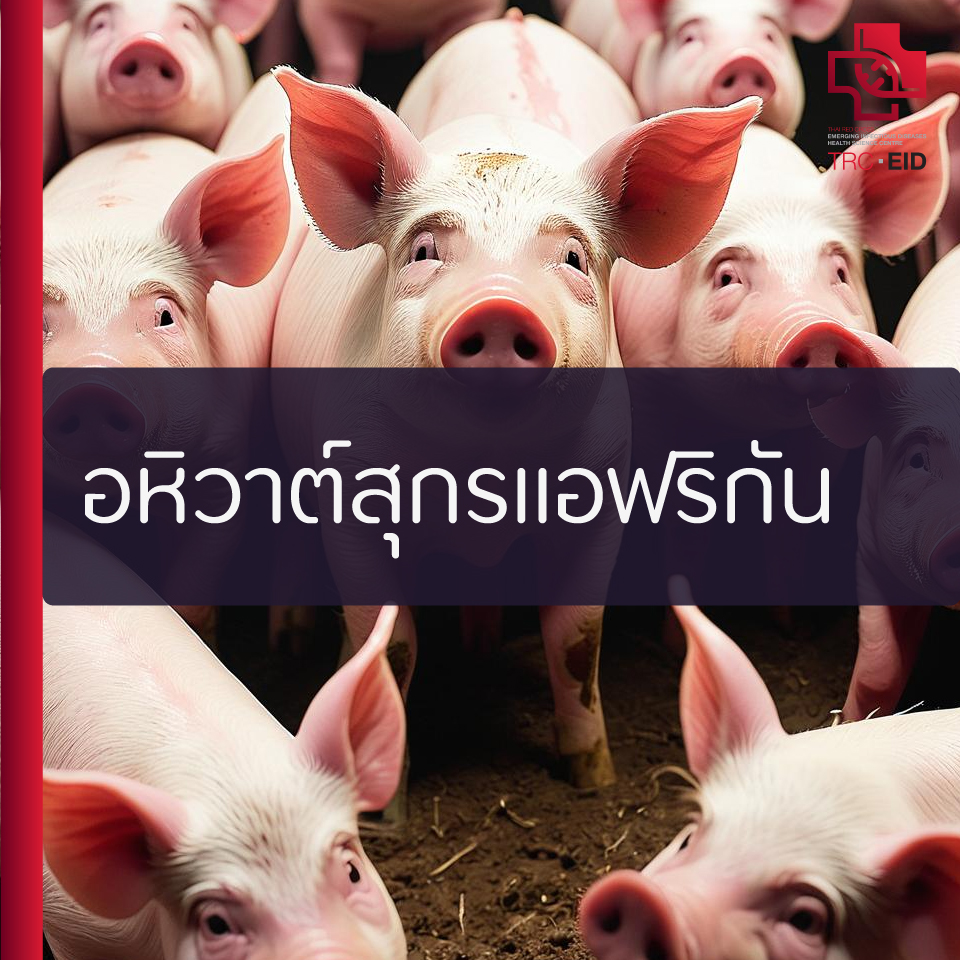 อหิวาต์สุกรแอฟริกัน - เอเชีย (15): ประเทศไทย (นครปฐม) ในประเทศ, หมูบด, ALERT [The Thaiger]